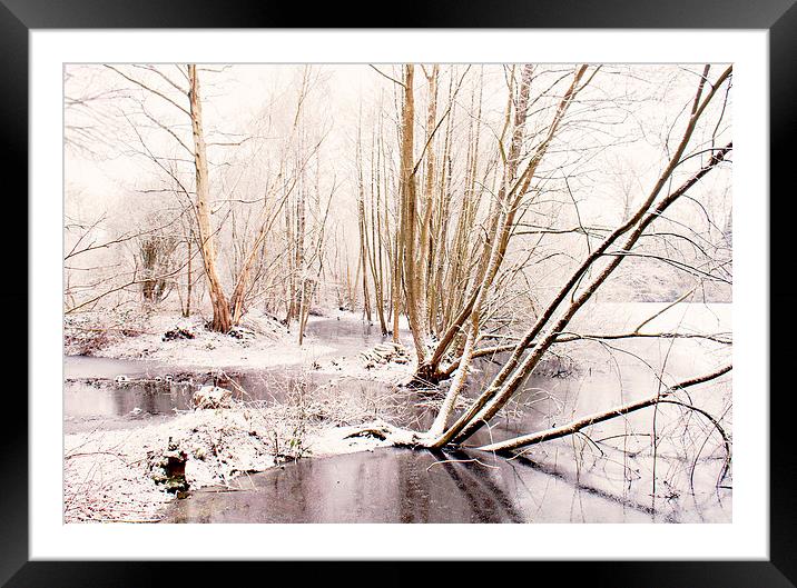 Whiter then White  Framed Mounted Print by Dawn Cox