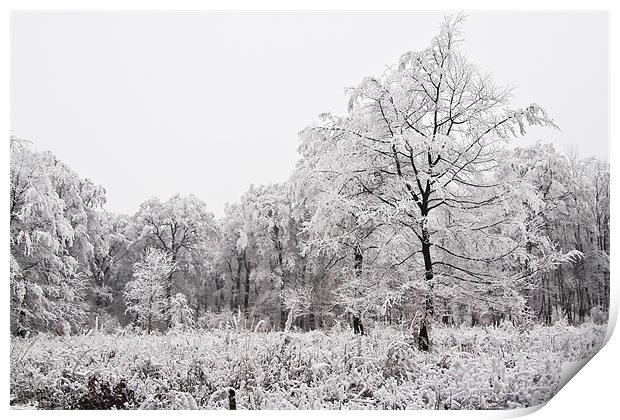 Winter landscape Print by Gabor Pozsgai
