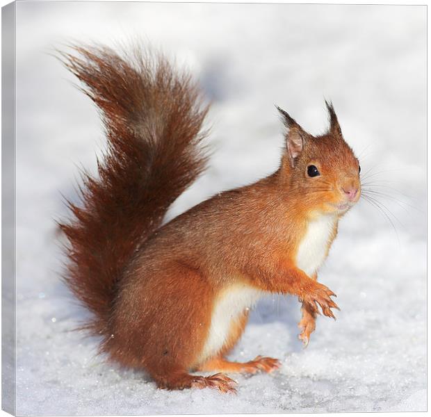 Red Squirrel in snow Canvas Print by Grant Glendinning