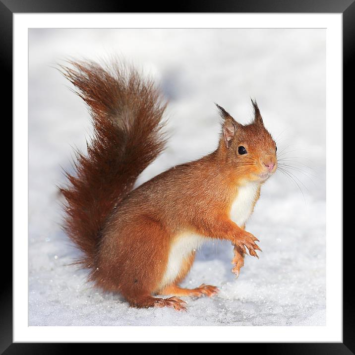 Red Squirrel in snow Framed Mounted Print by Grant Glendinning