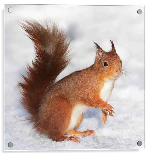 Red Squirrel in snow Acrylic by Grant Glendinning