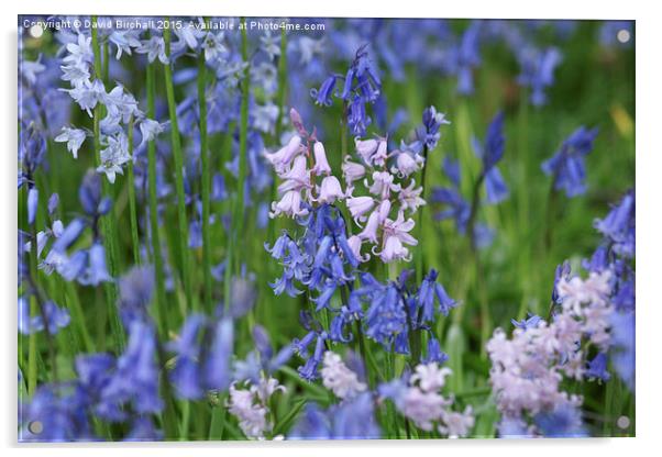  Hybrid Bluebells Acrylic by David Birchall