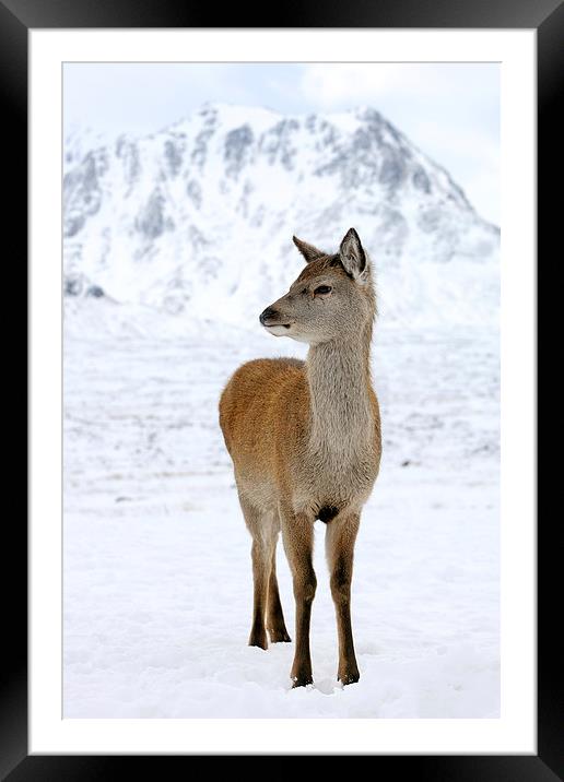  Red Deer Framed Mounted Print by Grant Glendinning