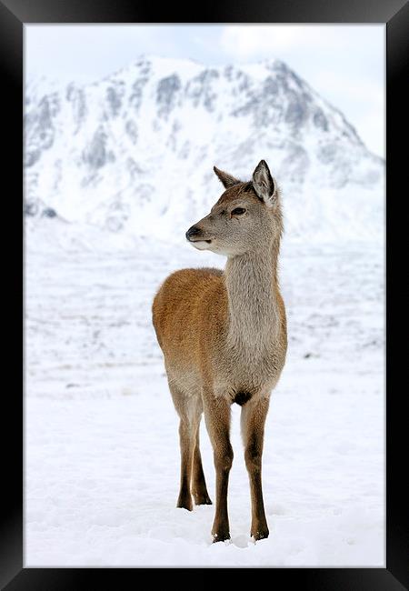  Red Deer Framed Print by Grant Glendinning