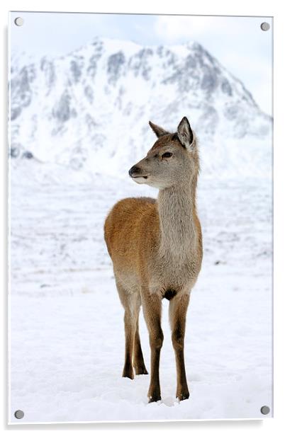  Red Deer Acrylic by Grant Glendinning