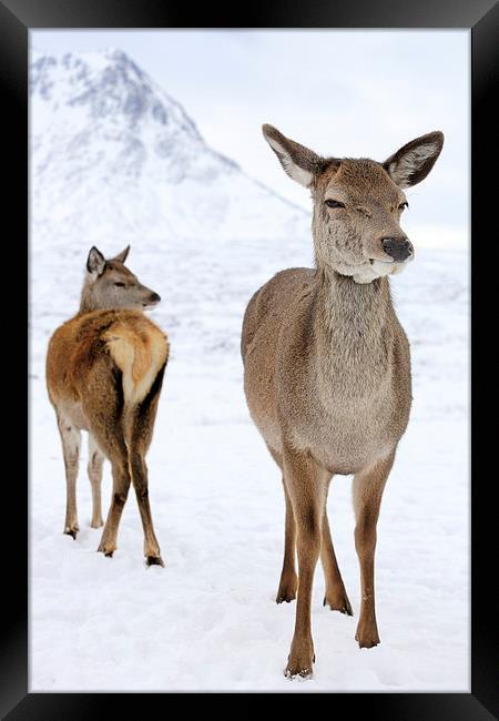 Red Deer portrait  Framed Print by Grant Glendinning