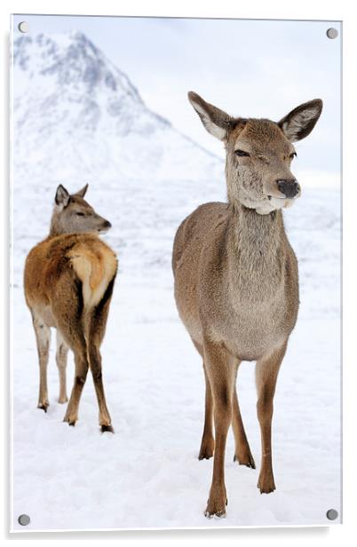 Red Deer portrait  Acrylic by Grant Glendinning