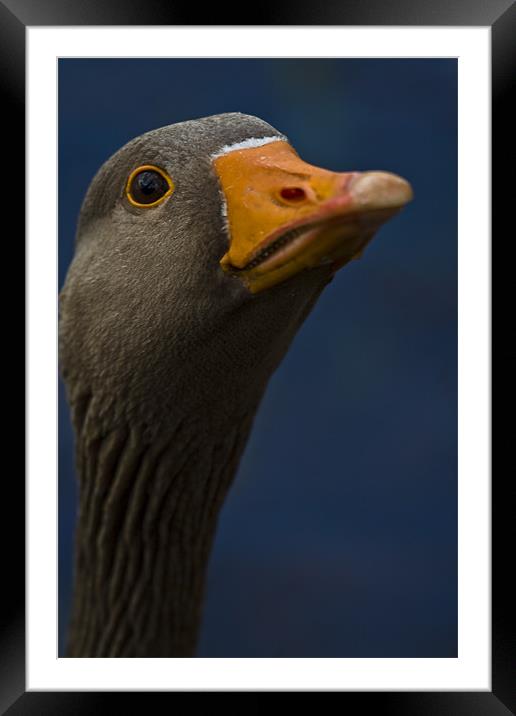 Greyleg goose portrait Framed Mounted Print by Gabor Pozsgai