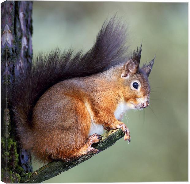  Red Squirrel Canvas Print by Grant Glendinning