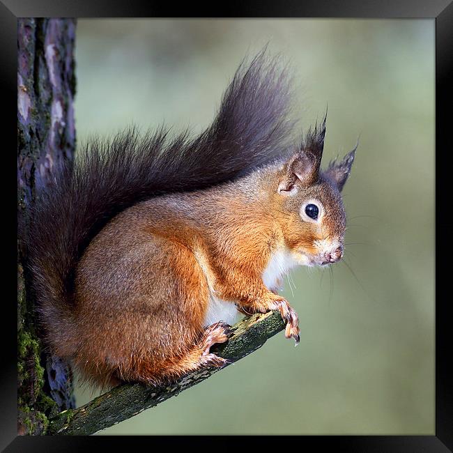  Red Squirrel Framed Print by Grant Glendinning