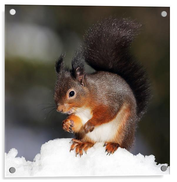 Red Squirrel in snow Acrylic by Grant Glendinning