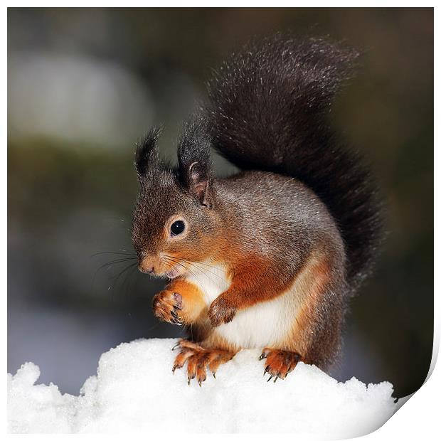 Red Squirrel in snow Print by Grant Glendinning