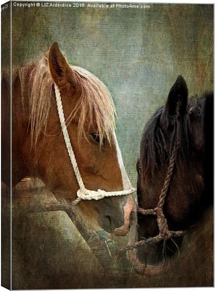  Appleby Fair Horses Canvas Print by LIZ Alderdice