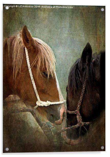  Appleby Fair Horses Acrylic by LIZ Alderdice