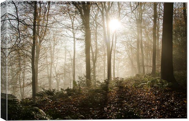  Sun Breaks Through the Mist in the Woods Canvas Print by Carolyn Eaton