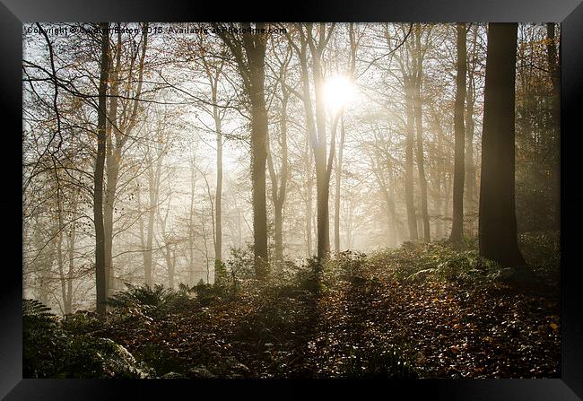  Sun Breaks Through the Mist in the Woods Framed Print by Carolyn Eaton