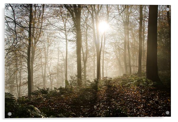  Sun Breaks Through the Mist in the Woods Acrylic by Carolyn Eaton