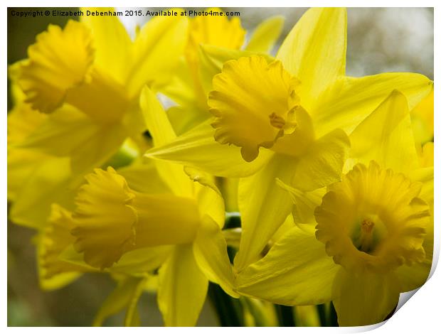  Daffodil Reveille Print by Elizabeth Debenham