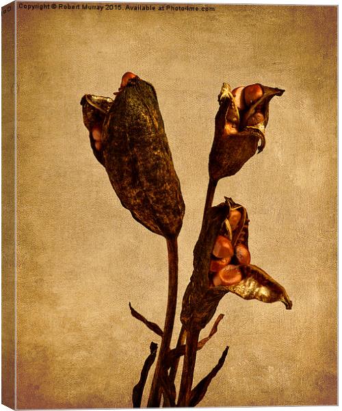  Old Master Seed Pods Canvas Print by Robert Murray