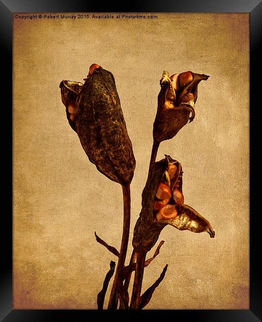  Old Master Seed Pods Framed Print by Robert Murray