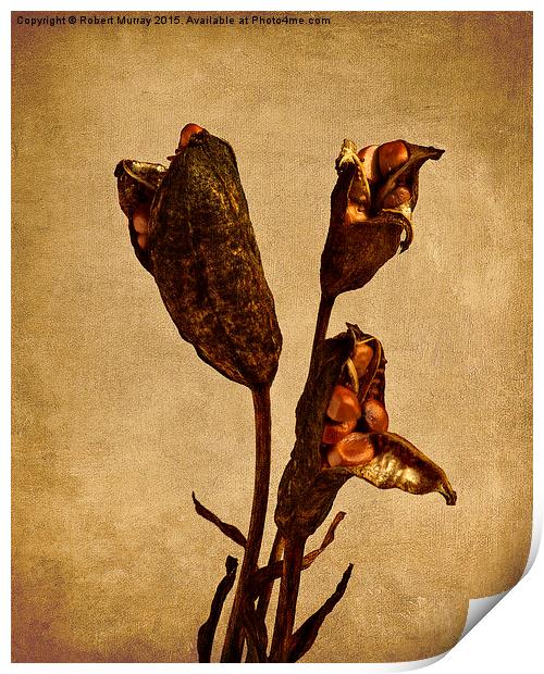  Old Master Seed Pods Print by Robert Murray