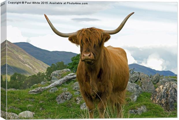  Highland cattle. Canvas Print by Paul White