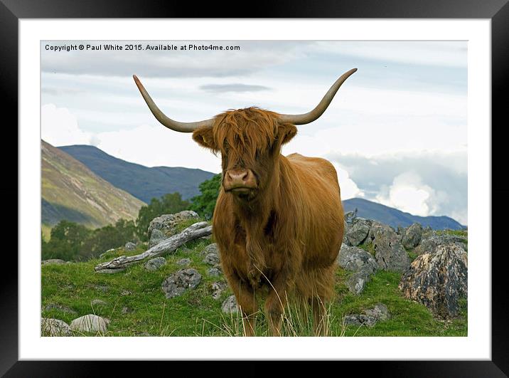  Highland cattle. Framed Mounted Print by Paul White