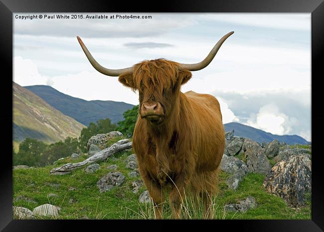  Highland cattle. Framed Print by Paul White