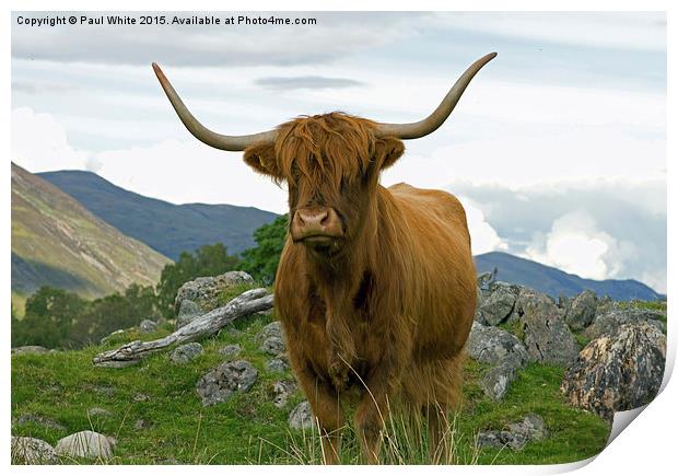  Highland cattle. Print by Paul White