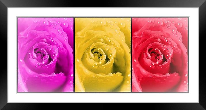  ROSES Framed Mounted Print by Anthony Kellaway