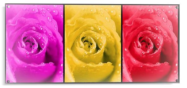  ROSES Acrylic by Anthony Kellaway