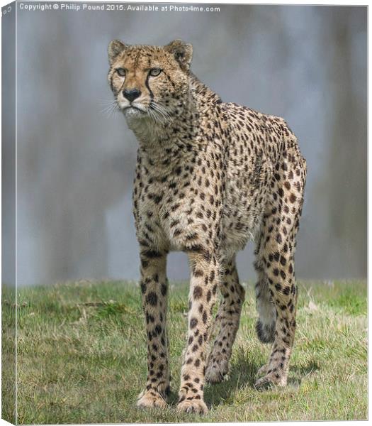  Cheetah Canvas Print by Philip Pound