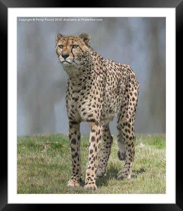  Cheetah Framed Mounted Print by Philip Pound