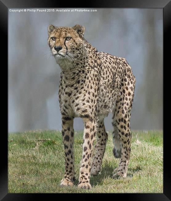  Cheetah Framed Print by Philip Pound