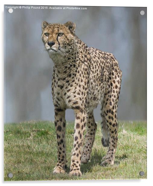  Cheetah Acrylic by Philip Pound