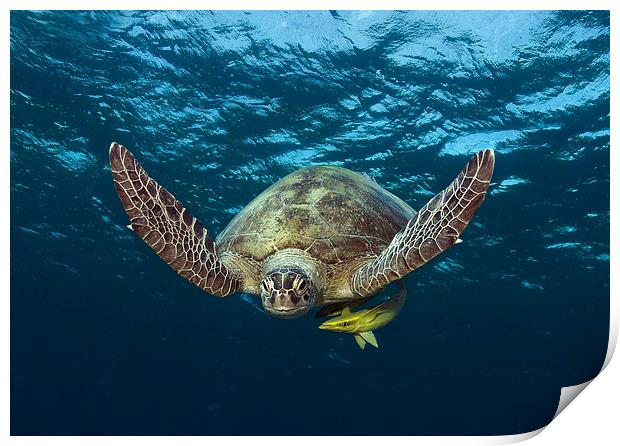  Green Turtle swimming in Red Sea Print by Richard O'Meara