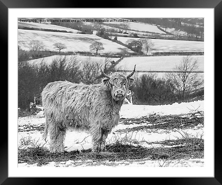  Highland Cow At Beacon Hill Leicestershire Framed Mounted Print by Linsey Williams