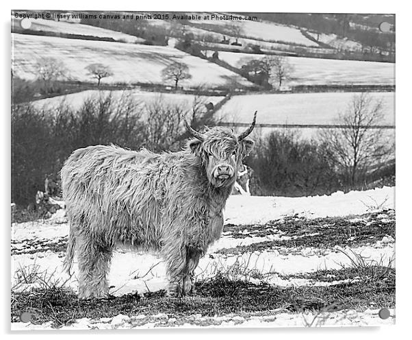  Highland Cow At Beacon Hill Leicestershire Acrylic by Linsey Williams