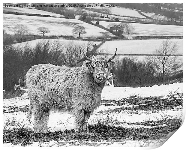  Highland Cow At Beacon Hill Leicestershire Print by Linsey Williams