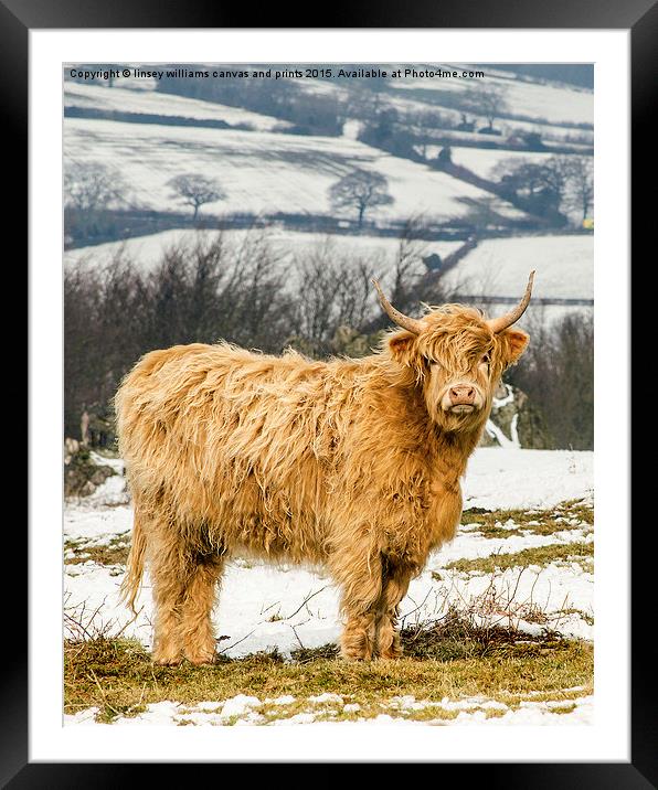  The Highland Cow Framed Mounted Print by Linsey Williams
