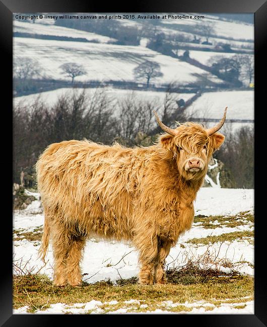  The Highland Cow Framed Print by Linsey Williams