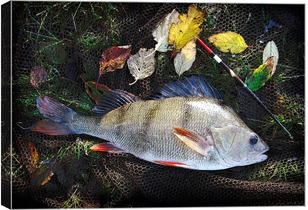 Autumn Perch Canvas Print by Anthony R Dudley (LRPS)