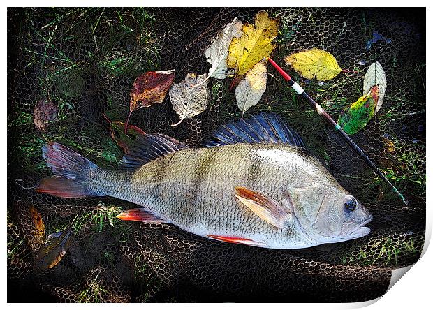 Autumn Perch Print by Anthony R Dudley (LRPS)
