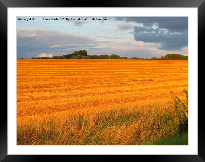  Sun kissed freshly cut fields, Easton Maudit, Nor Framed Mounted Print by DEE- Diana Cosford