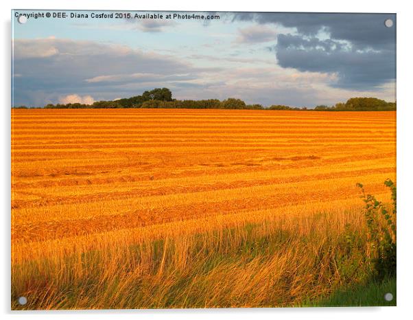  Sun kissed freshly cut fields, Easton Maudit, Nor Acrylic by DEE- Diana Cosford
