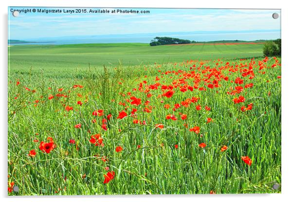 Fields of poppies, Scotland Acrylic by Malgorzata Larys