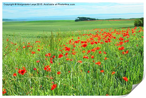 Fields of poppies, Scotland Print by Malgorzata Larys