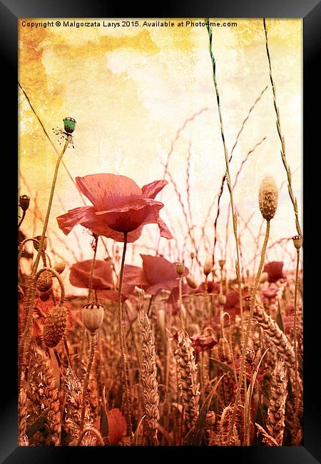 Beautiful grungy style poppies Framed Print by Malgorzata Larys