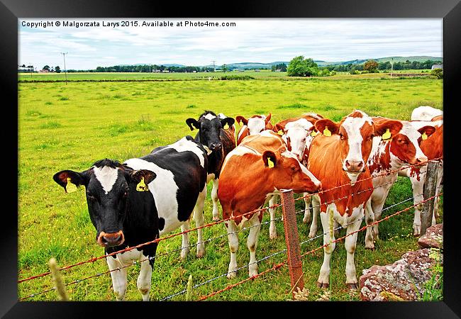 Cows on sunny, Summer day Framed Print by Malgorzata Larys