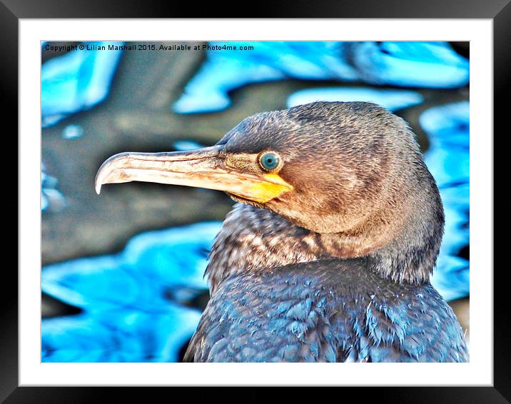  Cormorant. Framed Mounted Print by Lilian Marshall